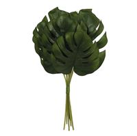 Philodendron 6-pak